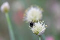 French grey shallot Allium oschaninii, white flower with a bumblebee